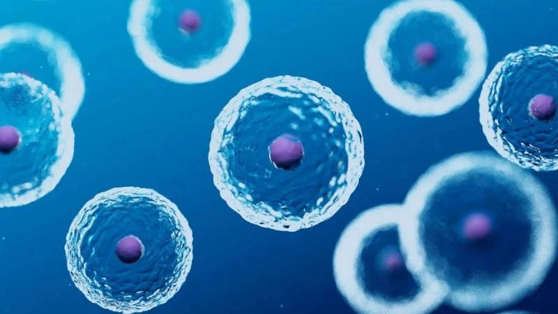 Yeni kəşf: İnsan hüceyrələri 30 il “cavanlaşdırıldı”
