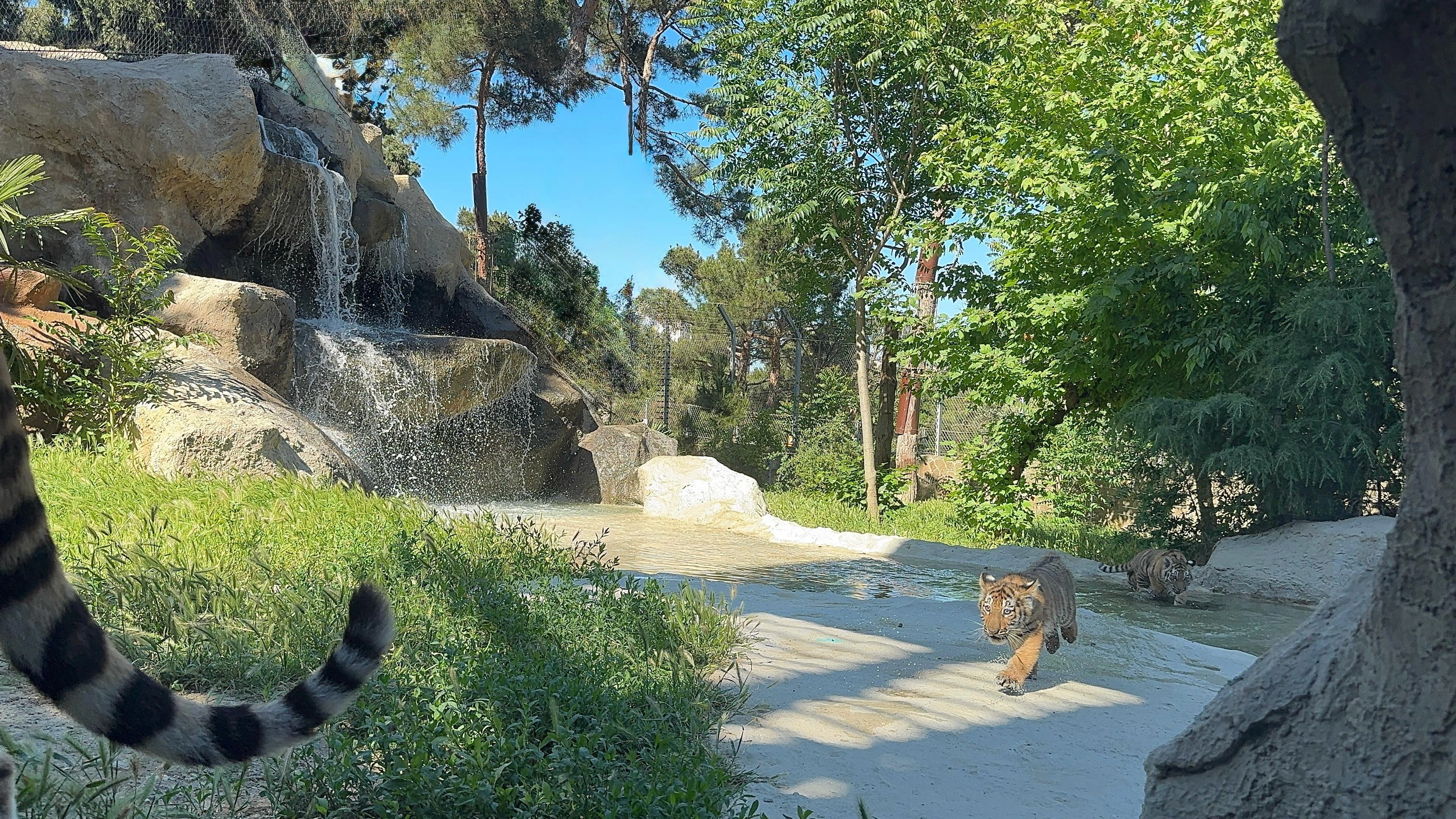 Bakı Zooloji Parkında Amur pələngi balaları dünyaya gəlib