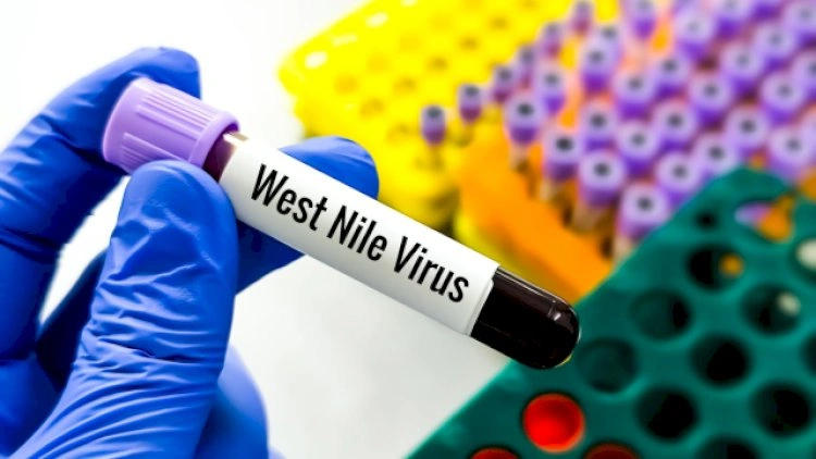 Yeni virus həyəcanı - Ağcaqanad sancması ilə keçir, peyvəndi yoxdur