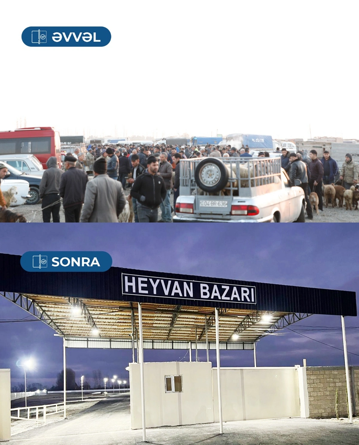 Bərdə heyvan bazarı fəaliyyətini bərpa etdi - FOTO