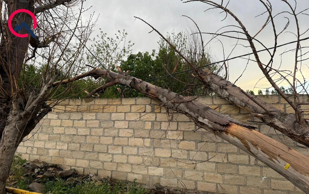Gəncədə güclü külək ağacları aşırdı- FOTOLAR