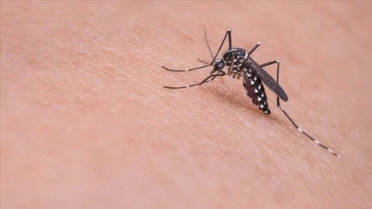 Yunanıstanda təhlükəli virus yayılır -  Həkimlər təcili tədbir istəyir