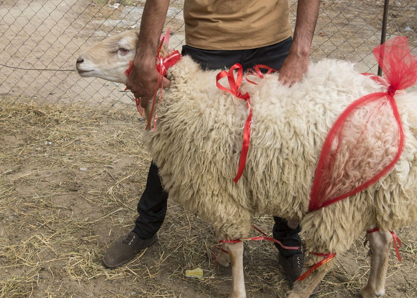 Qurban bayramında necə qidalanmalı? - TÖVSİYƏ
