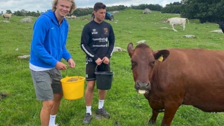 Haland: “İnəklərə heyranam”
