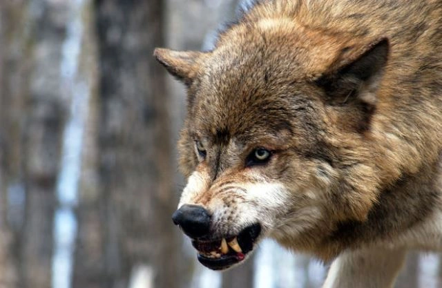 Cəlilabadın iki kəndində canavar hücumları sakinləri təşvişə salıb