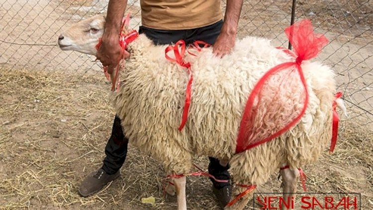 Kimlər qurban kəsə bilər? - “1 yaşdan yuxarı...”