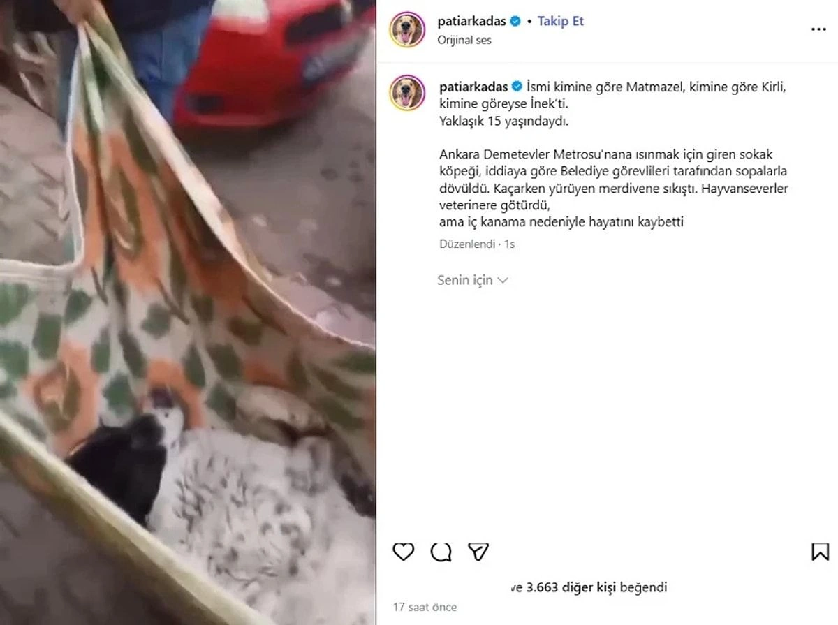 “Matmazel” öldü: Məsul şəxslər işdən uzaqlaşdırıldı
