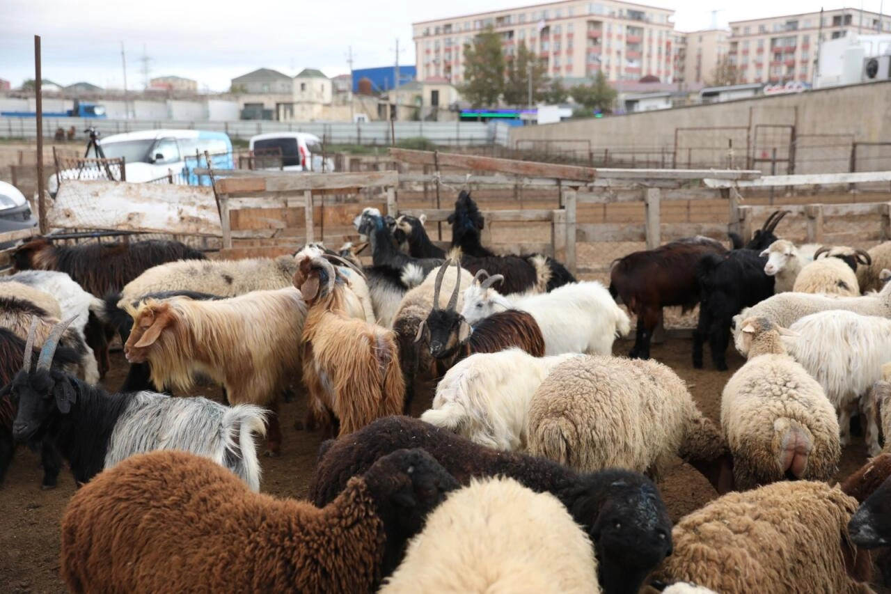 Salyan və Göygöl heyvan bazarları fəaliyyətə başladı -FOTO