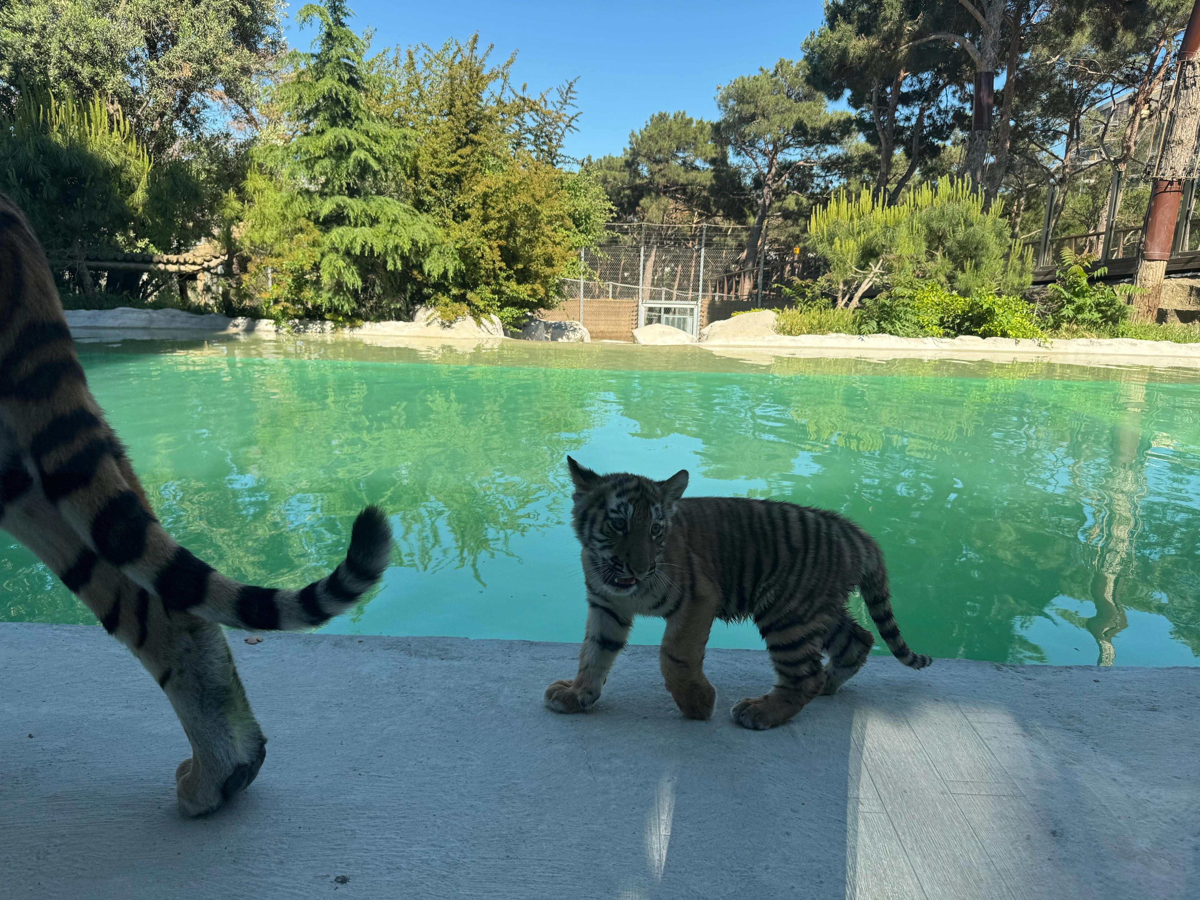 Bakı Zooloji Parkında Amur pələngi balaları dünyaya gəlib